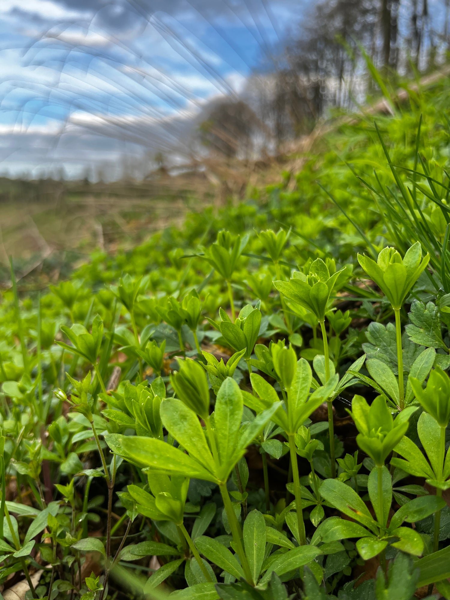 aspérule fleur pour maitrank